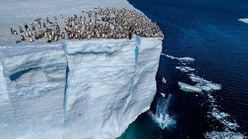 Фотограф впервые запечатлел сотни пингвинов, прыгающих с 15-метрового ледника