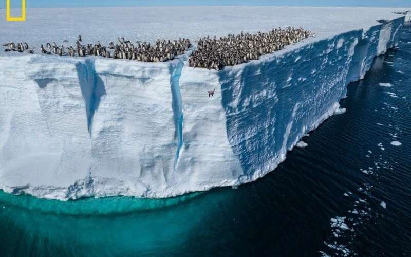 Фотограф впервые запечатлел сотни пингвинов, прыгающих с 15-метрового ледника
