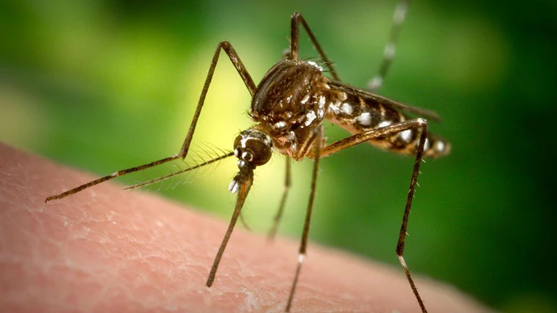 Четыре эффективных народных средства для борьбы с комарами